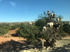 Dream sequence, goats in argan trees